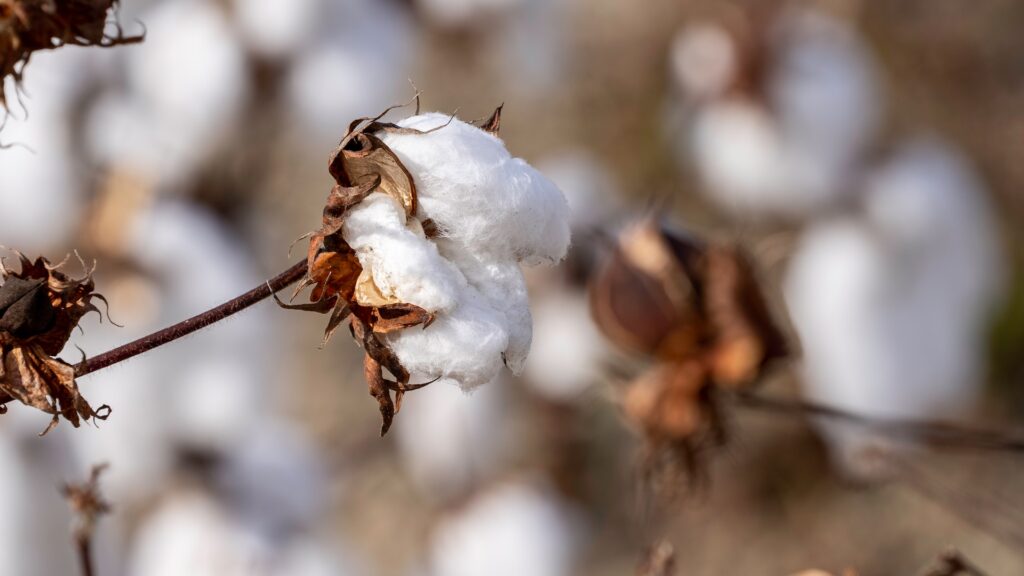 CottonChain