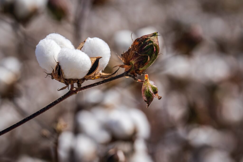 CottonChain